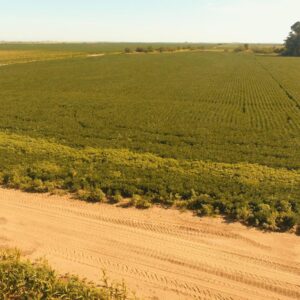 Campo Vicuña Makena